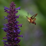 Hyssop
