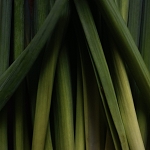 Lemongrass