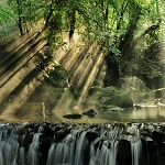 Rainforest