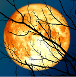 Harvest Moon (SS) .15%